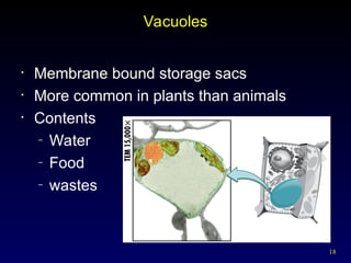 18
Vacuoles
• Membrane bound storage sacs
• More common in plants than animals
• Contents
– Water
– Food
– wastes
 
