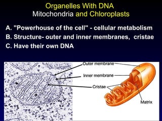 19
Mitochondria and Chloroplasts
A. "Powerhouse of the cell" - cellular metabolism
B. Structure- outer and inner membranes, cristae
C. Have their own DNA
Organelles With DNA
 