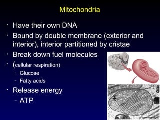 20
Mitochondria
• Have their own DNA
• Bound by double membrane (exterior and
interior), interior partitioned by cristae
• Break down fuel molecules
• (cellular respiration)
– Glucose
– Fatty acids
• Release energy
– ATP
 