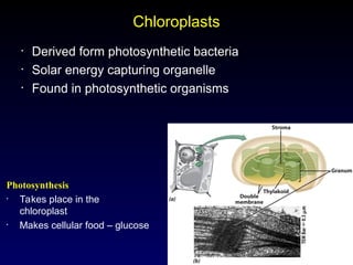21
Chloroplasts
• Derived form photosynthetic bacteria
• Solar energy capturing organelle
• Found in photosynthetic organisms
Photosynthesis
• Takes place in the
chloroplast
• Makes cellular food – glucose
 