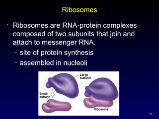22
Ribosomes
• Ribosomes are RNA-protein complexes
composed of two subunits that join and
attach to messenger RNA.
– site of protein synthesis
– assembled in nucleoli
 