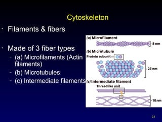 23
Cytoskeleton
• Filaments & fibers
• Made of 3 fiber types
– (a) Microfilaments (Actin
filaments)
– (b) Microtubules
– (c) Intermediate filaments
 