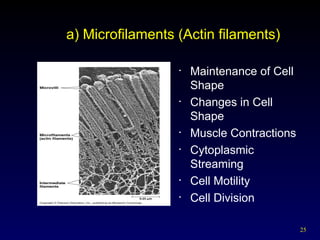 25
a) Microfilaments (Actin filaments)
• Maintenance of Cell
Shape
• Changes in Cell
Shape
• Muscle Contractions
• Cytoplasmic
Streaming
• Cell Motility
• Cell Division
 
