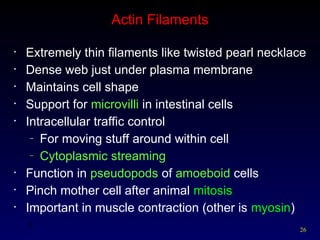 26
26
Actin Filaments
• Extremely thin filaments like twisted pearl necklace
• Dense web just under plasma membrane
• Maintains cell shape
• Support for microvilli in intestinal cells
• Intracellular traffic control
– For moving stuff around within cell
– Cytoplasmic streaming
• Function in pseudopods of amoeboid cells
• Pinch mother cell after animal mitosis
• Important in muscle contraction (other is myosin)
 