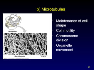 27
b) Microtubules
• Maintenance of cell
shape
• Cell motility
• Chromosome
division
• Organelle
movement
 