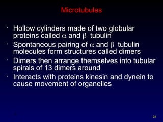 28
28
Microtubules
• Hollow cylinders made of two globular
proteins called  and tubulin
• Spontaneous pairing of  and tubulin
molecules form structures called dimers
• Dimers then arrange themselves into tubular
spirals of 13 dimers around
• Interacts with proteins kinesin and dynein to
cause movement of organelles
 