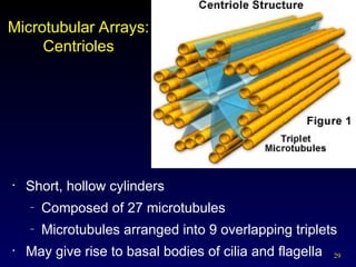 29
29
Microtubular Arrays:
Centrioles
• Short, hollow cylinders
– Composed of 27 microtubules
– Microtubules arranged into 9 overlapping triplets
• May give rise to basal bodies of cilia and flagella
 