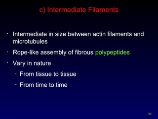 30
30
c) Intermediate Filaments
• Intermediate in size between actin filaments and
microtubules
• Rope-like assembly of fibrous polypeptides
• Vary in nature
– From tissue to tissue
– From time to time
 