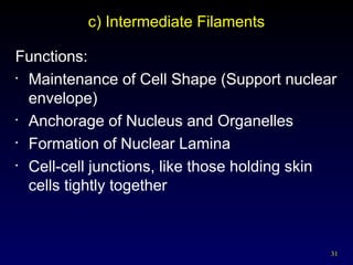 31
c) Intermediate Filaments
Functions:
• Maintenance of Cell Shape (Support nuclear
envelope)
• Anchorage of Nucleus and Organelles
• Formation of Nuclear Lamina
• Cell-cell junctions, like those holding skin
cells tightly together
 