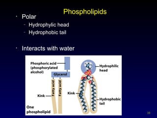 33
Phospholipids
• Polar
– Hydrophylic head
– Hydrophobic tail
• Interacts with water
 