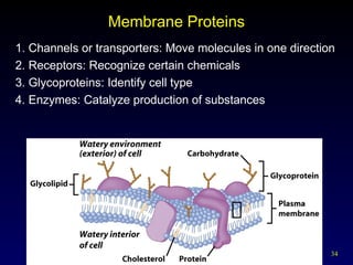 34
Membrane Proteins
1. Channels or transporters: Move molecules in one direction
2. Receptors: Recognize certain chemicals
3. Glycoproteins: Identify cell type
4. Enzymes: Catalyze production of substances
 