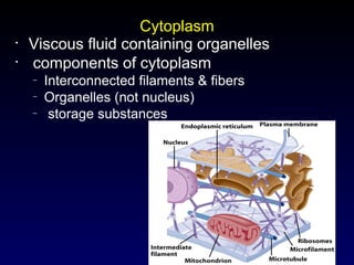 5
Cytoplasm
• Viscous fluid containing organelles
• components of cytoplasm
– Interconnected filaments & fibers
– Organelles (not nucleus)
– storage substances
 