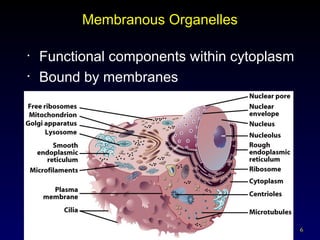 6
Membranous Organelles
• Functional components within cytoplasm
• Bound by membranes
 