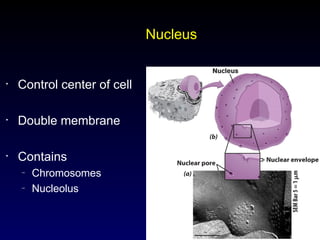 7
Nucleus
• Control center of cell
• Double membrane
• Contains
– Chromosomes
– Nucleolus
 