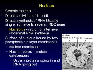 8
Nucleus
• Genetic material
• Directs activities of the cell
• Directs synthesis of RNA Usually
single, some cells several, RBC none
– Nucleolus - region of intensive
ribosomal RNA synthesis
• Surface of nucleus bound by two
phospholipid bilayer membranes
– nuclear membrane
– Nuclear pores – protein
gatekeepers

Usually proteins going in and
RNA going out
 