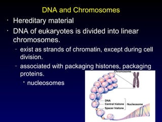 9
DNA and Chromosomes
• Hereditary material
• DNA of eukaryotes is divided into linear
chromosomes.
– exist as strands of chromatin, except during cell
division.
– associated with packaging histones, packaging
proteins.

nucleosomes
 