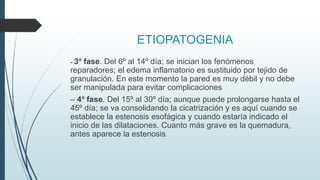 ETIOPATOGENIA
- 3ª fase. Del 6º al 14º día; se inician los fenómenos
reparadores; el edema inflamatorio es sustituido por tejido de
granulación. En este momento la pared es muy débil y no debe
ser manipulada para evitar complicaciones
– 4ª fase. Del 15º al 30º día; aunque puede prolongarse hasta el
45º día; se va consolidando la cicatrización y es aquí cuando se
establece la estenosis esofágica y cuando estaría indicado el
inicio de las dilataciones. Cuanto más grave es la quemadura,
antes aparece la estenosis.
 