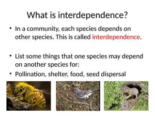 Resource Interdependence Understanding Competition and Interdependence in Ecosystems and ...