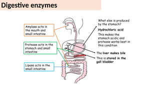 Digestive system and the human body part 2.pptx
