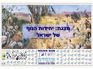 מצגת :  יחידות הנוף של ישראל 
