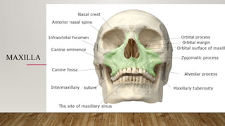 Netter Maxilla Anatomy of the head and neck-skull lecture 2 | PPTX