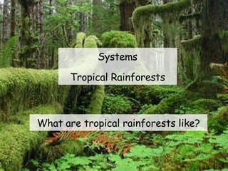 Systems Tropical Rainforests What are tropical rainforests like? 