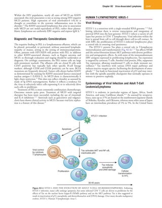 Chapter 82  Virus-Associated Lymphoma 1249
HUMAN T-LYMPHOTROPIC VIRUS-1
Viral Biology
HTLV-1 is a retrovirus with a single-stranded RNA genome.37,38
Fol-
lowing infection there is reverse transcription and integration of
proviral DNA into the host genome. HTLV-1 infects a variety of cell
types but persists in CD4+
T lymphocytes. Viral infection within the
host is spread from cell to cell through direct cell-to-cell contact. As
with EBV, the proliferation of HTLV-1–infected lymphocytes plays
a central role in ensuring viral persistence.
The HTLV-1 protein Tax plays a central role in T-lymphocyte
immortalization and transformation (Fig. 82-4).37,39
Tax affects NFκB
and the serine/threonine kinase AKT pathways with diverse prolifera-
tive and antiapoptotic effects. As with some of the immunodominant
EBV antigens expressed in proliferating lymphocytes, Tax expression
is targeted by cytotoxic T cells. Another viral protein, Hbz, suppresses
Tax expression, allowing transformed T cells to elude immune sur-
veillance.40
Tax interferes with various DNA repair pathways and
induces reactive oxygen species, facilitating the development of aneu-
ploidy.37,39
Tax leads to functional inactivation of p53 and may inter-
fere with the spindle assembly checkpoint that normally operates in
mitosis to preserve euploidy.
Epidemiology of Viral Infection and Adult T-Cell
Leukemia/Lymphoma
HTLV-1 is endemic in particular regions of Japan, Africa, South
America, and some Caribbean islands.40,41
As assessed by seropreva-
lence, rates up to 37% are found on the southwestern Japanese islands
of Shikoku, Kyushu, and Okinawa, whereas most other areas of Japan
have an intermediate prevalence of 1% to 5%. In the United States
Within the HIV population, nearly all cases of MCD are KSHV
associated; this viral association is not as strong among HIV-negative
MCD patients. High expression of viral interleukin-6 (vIL-6) is
thought to contribute to the systemic inflammation seen in this
disorder.32
The KSHV-associated lymphomas that arise in association
with MCD are not nodal equivalents of PEL; rather these plasma-
blastic lymphomas are uniformly EBV negative and express IgM λ.16
Diagnostic and Therapeutic Considerations
The requisite finding in PEL is a lymphomatous effusion, which can
be pleural, pericardial, or peritoneal, without associated lymphade-
nopathy or masses, arising in the setting of immunocompromise.
Often, patients with HIV/AIDS will present with PEL in addition
to other KSHV-associated diseases, such as Kaposi sarcoma and
MCD, so thorough evaluation and staging should be undertaken at
diagnosis. On cytologic examination, the PEL tumor cells are large
with prominent nucleoli. The effusion cells are clonal B cells with
CD45 positivity but typically lack other specific B-cell lineage
markers, although CD30 and CD38 positivity can be seen. BCL6
mutations are frequently detected. Tumor cells always harbor KSHV
as demonstrated by staining for KSHV-associated latency-associated
nuclear antigen-1 (LANA-1). In MCD there is characteristically λ
light chain restriction.33
This does not reflect clonality as assessed by
study of Ig DNA rearrangements. Rather it reflects a tendency for
the virus to selectively infect cells expressing λ or to selectively drive
such cells to proliferate.
Treatment of PEL is most commonly combination chemotherapy.
Outcomes remain quite poor. Treatment of MCD with targeted
therapies has been more successful, including the use of rituximab
and IL-6 inhibition.34,35
Antivirals such as ganciclovir and valganci-
clovir have shown clinical activity in MCD, because viral lytic replica-
tion is a feature of this disease.36
Figure 82-4  HTLV-1 AND THE EVOLUTION OF ADULT T-CELL LEUKEMIA/LYMPHOMA. Following
HTLV-1 infection, many cells undergo apoptosis, but some infected CD4+
T cells are driven to proliferate by the
effects of Tax on the nuclear factor kappa-B (NFκB) pathway and on the AKT pathway. Tax is also suggested to
result in inactivation of p53, aneuploidy, and deoxyribonucleic acid (DNA) damage. Over many decades malignancy
evolves. HTLV-1, Human T-lymphotropic virus-1.
HTLV-1 infection
Tax activates AKT and NF-κB,
inactivates p53
Apoptosis
Tax
Tax
Tax
Tax
Viral control
by cytotoxic
T lymphocytes
CTL
Proliferation
Tax induces
aneuploidy
and DNA damage
30-40 years
Cellular
transformation
to ATL
 