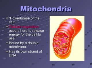 MitochondriaMitochondria
““Powerhouse of thePowerhouse of the
cell”cell”
Cellular respirationCellular respiration
occurs here to releaseoccurs here to release
energy for the cell toenergy for the cell to
useuse
Bound by a doubleBound by a double
membranemembrane
Has its own strand ofHas its own strand of
DNADNA
 