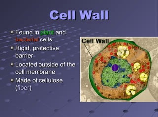 Cell WallCell Wall
Found inFound in plantplant andand
bacterialbacterial cellscells
Rigid, protectiveRigid, protective
barrierbarrier
LocatedLocated outsideoutside of theof the
cell membranecell membrane
Made of celluloseMade of cellulose
((fiberfiber))
 