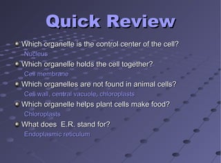 Quick ReviewQuick Review
Which organelle is the control center of the cell?Which organelle is the control center of the cell?
NucleusNucleus
Which organelle holds the cell together?Which organelle holds the cell together?
Cell membraneCell membrane
Which organelles are not found in animal cells?Which organelles are not found in animal cells?
Cell wall, central vacuole, chloroplastsCell wall, central vacuole, chloroplasts
Which organelle helps plant cells make food?Which organelle helps plant cells make food?
ChloroplastsChloroplasts
What does E.R. stand for?What does E.R. stand for?
Endoplasmic reticulumEndoplasmic reticulum
 
