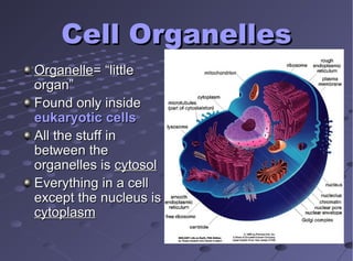 Cell OrganellesCell Organelles
OrganelleOrganelle= “little= “little
organ”organ”
Found only insideFound only inside
eukaryotic cellseukaryotic cells
All the stuff inAll the stuff in
between thebetween the
organelles isorganelles is cytosolcytosol
Everything in a cellEverything in a cell
except the nucleus isexcept the nucleus is
cytoplasmcytoplasm
 