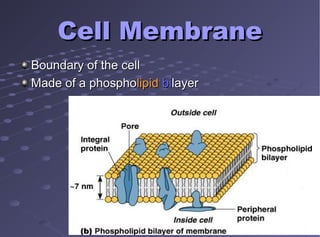 Cell MembraneCell Membrane
Boundary of the cellBoundary of the cell
Made of a phosphoMade of a phospholipidlipid bibilayerlayer
 