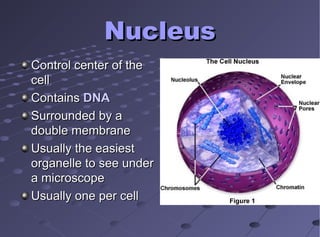 NucleusNucleus
Control center of theControl center of the
cellcell
ContainsContains DNADNA
Surrounded by aSurrounded by a
double membranedouble membrane
Usually the easiestUsually the easiest
organelle to see underorganelle to see under
a microscopea microscope
Usually one per cellUsually one per cell
 