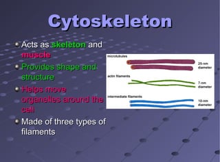 CytoskeletonCytoskeleton
Acts asActs as skeletonskeleton andand
musclemuscle
Provides shape andProvides shape and
structurestructure
Helps moveHelps move
organelles around theorganelles around the
cellcell
Made of three types ofMade of three types of
filamentsfilaments
 