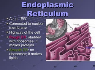 EndoplasmicEndoplasmic
ReticulumReticulum
A.k.a. “ER”A.k.a. “ER”
Connected to nuclearConnected to nuclear
membranemembrane
Highway of the cellHighway of the cell
Rough ERRough ER: studded: studded
with ribosomes; itwith ribosomes; it
makes proteinsmakes proteins
Smooth ERSmooth ER: no: no
ribosomes; it makesribosomes; it makes
lipidslipids
 