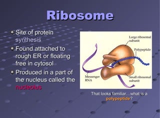 RibosomeRibosome
Site of proteinSite of protein
synthesissynthesis
Found attached toFound attached to
rough ER or floatingrough ER or floating
free in cytosolfree in cytosol
Produced in a part ofProduced in a part of
the nucleus called thethe nucleus called the
nucleolusnucleolus
That looks familiar…what is aThat looks familiar…what is a
polypeptidepolypeptide??
 