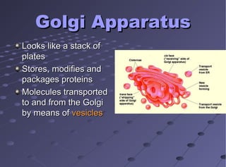 Golgi ApparatusGolgi Apparatus
Looks like a stack ofLooks like a stack of
platesplates
Stores, modifies andStores, modifies and
packages proteinspackages proteins
Molecules transportedMolecules transported
to and from the Golgito and from the Golgi
by means ofby means of vesiclesvesicles
 