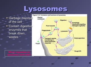LysosomesLysosomes
Garbage disposalGarbage disposal
of the cellof the cell
Contain digestiveContain digestive
enzymes thatenzymes that
break downbreak down
wasteswastes
Which organelles do
lysosomes work with?
 