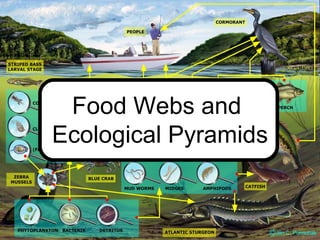 Food Webs and
Ecological Pyramids
 