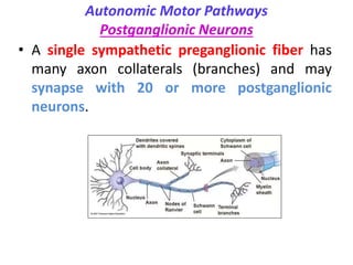 Autonomic Motor Pathways
Postganglionic Neurons
• A single sympathetic preganglionic fiber has
many axon collaterals (branches) and may
synapse with 20 or more postganglionic
neurons.
 