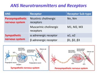 ANS Neurotransmitters and Receptors
ANS Receptor Receptor Sub-type
Parasympathetic
nervous system
Nicotinic cholinergic
receptors
Nn, Nm
Muscarinic cholinergic
receptors
M1, M2, M3
Sympathetic
nervous system
α adrenergic receptor α1, α2
β adrenergic receptor β1, β2, β3
Sympathetic nervous system Parasympathetic nervous system
 
