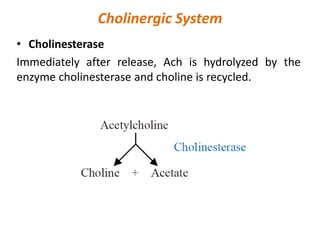 Cholinergic System
• Cholinesterase
Immediately after release, Ach is hydrolyzed by the
enzyme cholinesterase and choline is recycled.
 
