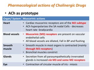 Pharmacological actions of Cholinergic Drugs
• ACh as prototype
Organ/ System Muscarinic actions
Heart • Cardiac muscarinic receptors are of the M2 subtype
• ACh hyperpolarizes the SA nodal Cells - decreases
heart rate -bradycardia
Blood vessels • Muscarinic (M3) receptors are present on vascular
endothelial cells
• All blood vessels are dilated, Fall in BP and flushing
Smooth
muscle
• Smooth muscle in most organs is contracted (mainly
through M3 receptors)
• Bronchial muscles constrict
Glands • Secretion from all parasympathetically innervated
glands is increased via M3 and some M2 receptors
Eye • Contraction of circular muscle of iris - miosis
 