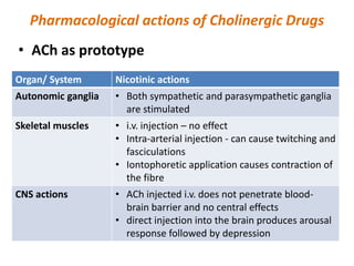 Pharmacological actions of Cholinergic Drugs
• ACh as prototype
Organ/ System Nicotinic actions
Autonomic ganglia • Both sympathetic and parasympathetic ganglia
are stimulated
Skeletal muscles • i.v. injection – no effect
• Intra-arterial injection - can cause twitching and
fasciculations
• Iontophoretic application causes contraction of
the fibre
CNS actions • ACh injected i.v. does not penetrate blood-
brain barrier and no central effects
• direct injection into the brain produces arousal
response followed by depression
 