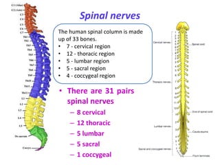 Spinal nerves
• There are 31 pairs of
spinal nerves
– 8 cervical
– 12 thoracic
– 5 lumbar
– 5 sacral
– 1 coccygeal
The human spinal column is made
up of 33 bones.
• 7 - cervical region
• 12 - thoracic region
• 5 - lumbar region
• 5 - sacral region
• 4 - coccygeal region
 