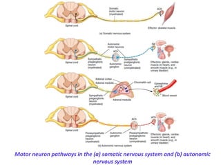 Motor neuron pathways in the (a) somatic nervous system and (b) autonomic
nervous system
 