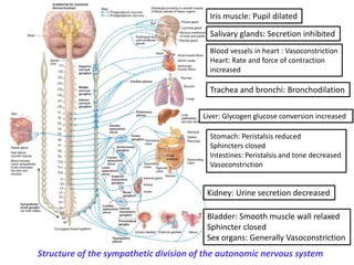 Structure of the sympathetic division of the autonomic nervous system
Trachea and bronchi: Bronchodilation
Liver: Glycogen glucose conversion increased
Iris muscle: Pupil dilated
Blood vessels in heart : Vasoconstriction
Heart: Rate and force of contraction
increased
Salivary glands: Secretion inhibited
Stomach: Peristalsis reduced
Sphincters closed
Intestines: Peristalsis and tone decreased
Vasoconstriction
Kidney: Urine secretion decreased
Bladder: Smooth muscle wall relaxed
Sphincter closed
Sex organs: Generally Vasoconstriction
 