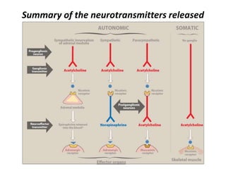 Summary of the neurotransmitters released
 