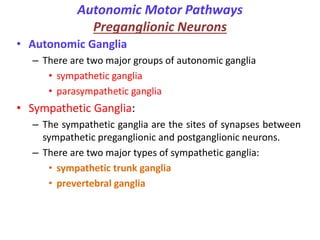 Autonomic Motor Pathways
Preganglionic Neurons
• Autonomic Ganglia
– There are two major groups of autonomic ganglia
• sympathetic ganglia
• parasympathetic ganglia
• Sympathetic Ganglia:
– The sympathetic ganglia are the sites of synapses between
sympathetic preganglionic and postganglionic neurons.
– There are two major types of sympathetic ganglia:
• sympathetic trunk ganglia
• prevertebral ganglia
 