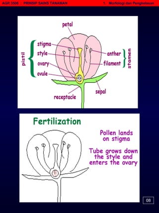 AGR 3506  :  PRINSIP SAINS TANAMAN   1.  Morfologi dan Pengkelasan 08 